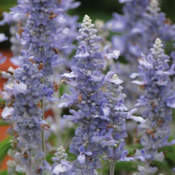 Salvia farinacea Sallyfun Sky Blue - Meelsalie