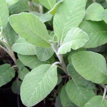 Salvia officinalis Berggarten - Echte salie