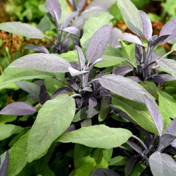 Salvia officinalis Purpurascens - Echte salie
