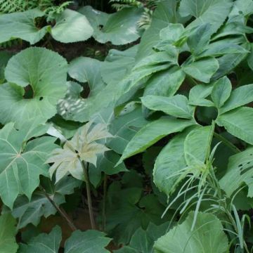 Sauromatum venosum - Voodoolelie