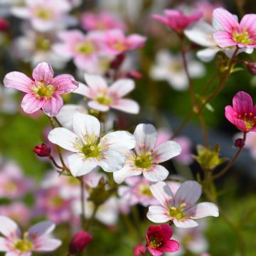 Saxifraga arendsii Ware's Crimson - Steenbreek