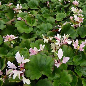 Saxifraga cortusifolia Cheap Confections - Herfststeenbreek