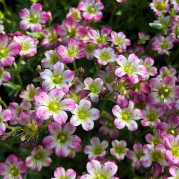 Saxifraga Pixie - Mossteenbreek