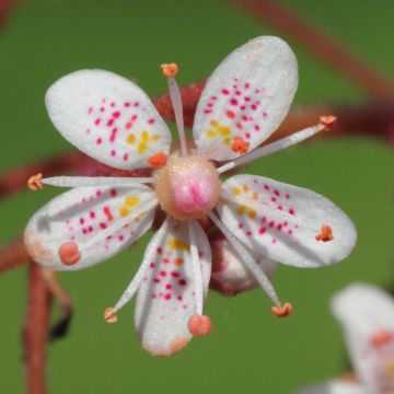 Saxifraga urbium - Schildersverdriet