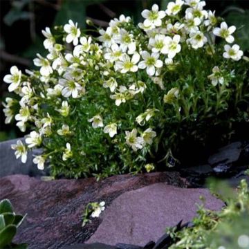 Saxifraga arendsii Pixie White - Steenbreek