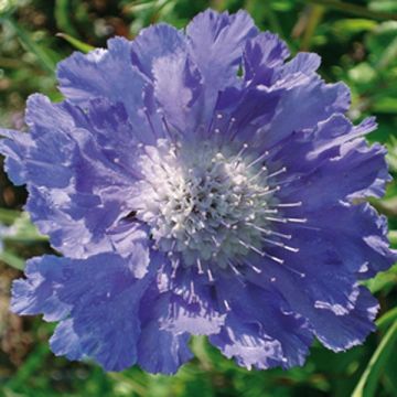 Scabiosa caucasica Perfecta - Kaukasisch duifkruid