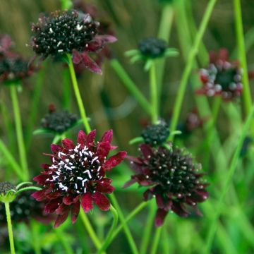 Scabiosa Chile Black - Duifkruid