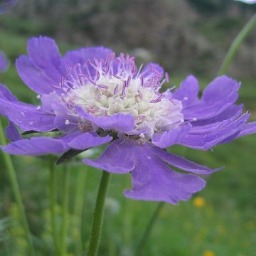 Scabiosa caucasica Kompliment - Kaukasisch duifkruid