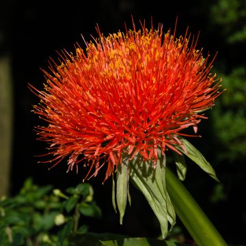 Scadoxus multiflorus multiflorus - Poederkwast