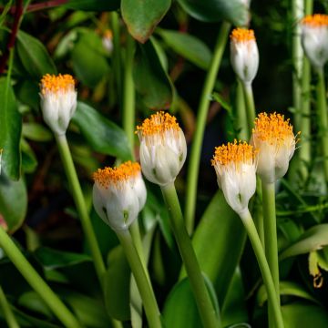 Scadoxus of Haemanthus albiflos