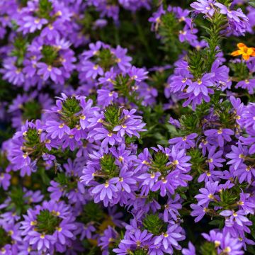 Scaevola aemula Blue Touch - Waaierbloem