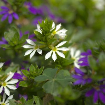 Scaevola aemula Surdiva Wit - Waaierbloem