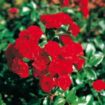 Rosa Scarlet Meidiland - Stamroos