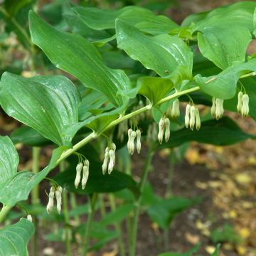 Polygonatum multiflorum - Gewone salomonszegel