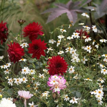 Dahlia Charles de Gaulle - decoratieve dahlia