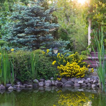 Cytisus decumbens - Brem