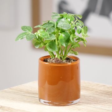 Schefflera arboricola - Vingerboom