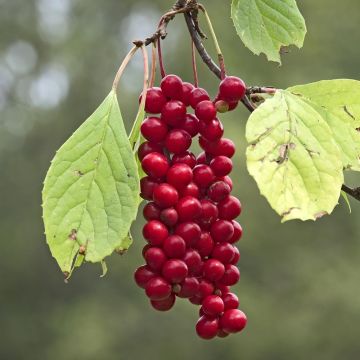 Vijfsmakenbes - Schisandra chinensis Sadova N°1