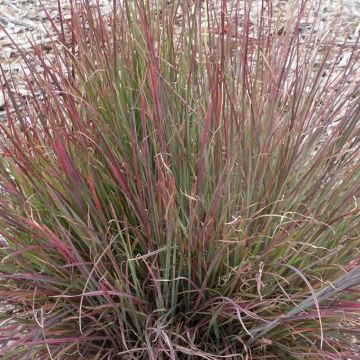 Schizachyrium scoparium Colorado - Prairiegras