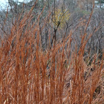 Schizachyrium scoparium Blaze - Prairiegras