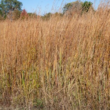 Schizachyrium scoparium Wild West - Prairiegras