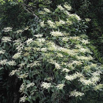 Schizophragma fauriei - Valse klimhortensia