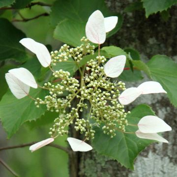 Schizophragma hydrangeoides Red Rhapsody - Schijnhortensia