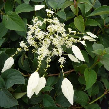Schizophragma hydrangeoides Windmills - Valse klimhortensia