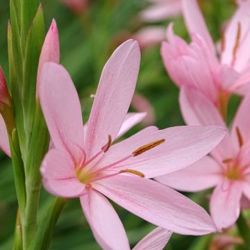 Schizostylis coccinea Mrs Hegarty - Moerasgladiool