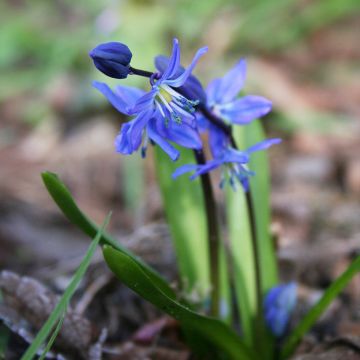 Scilla siberica - Oosterse sterhyacint