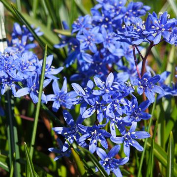 Scilla bifolia - Vroege sterhyacint