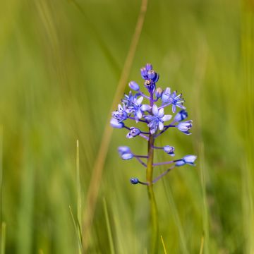 Scilla litardierei - Vroege sterhyacint