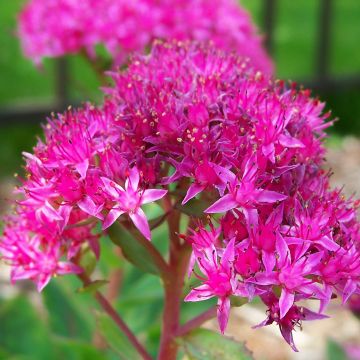 Sedum spectabile Carl - Hemelsleutel