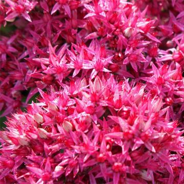 Sedum Mr Goodbud - Hemelsleutel
