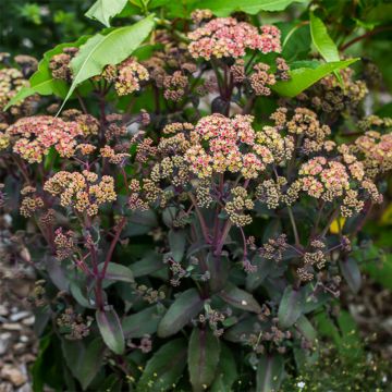 Sedum Orange Xenox - Hemelsleutel