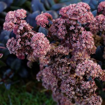 Hemelsleutel Purple Emperor - Sedum