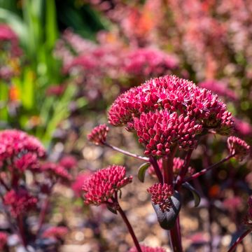 Sedum Red Cauli - Hemelsleutel
