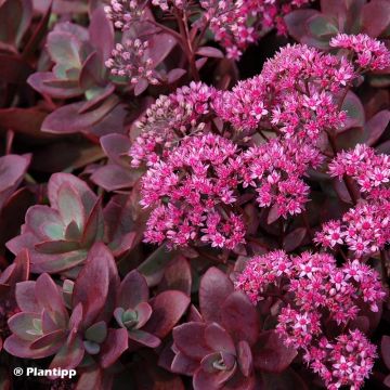 Sedum Sunsparkler Firecracker - Hemelsleutel