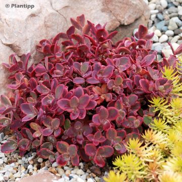 Sedum Sunsparkler Wildfire - Hemelsleutel
