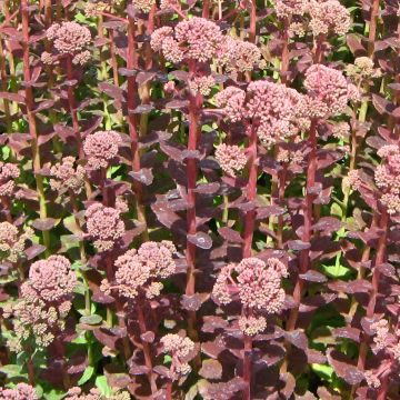Sedum Stewed Rhubarb Mountain - Hemelsleutel