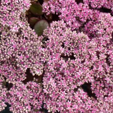 Sedum Sunsparkler Cherry Tart - Hemelsleutel