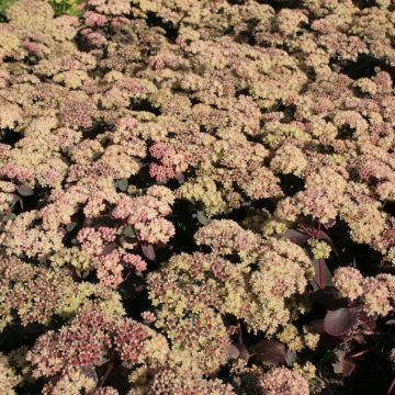Sedum Twinkling Star - Hemelsleutel