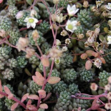 Sedum cyaneum Rosenteppich - Vetkruid