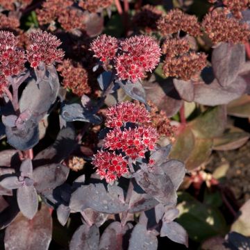 Sedum Jose Aubergine - Hemelsleutel