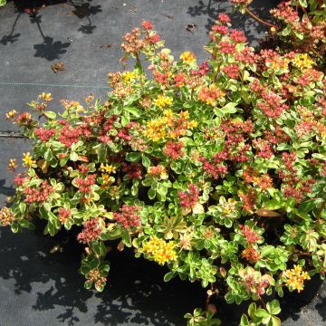 Sedum kamtschaticum Variegatum - Kamtsjatka-muurpeper