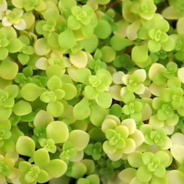 Sedum makinoi Ogon - Vetkruid