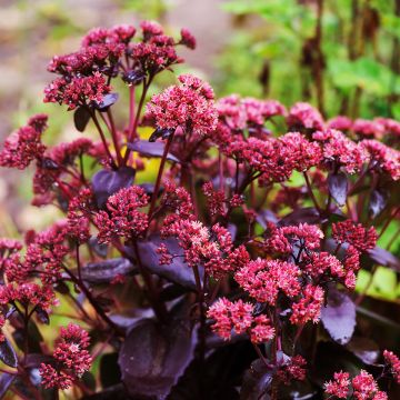 Sedum telephium Touchdown Teak - Hemelsleutel