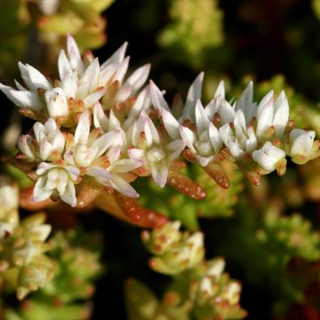 Sedum pulchellum - Vetkruid