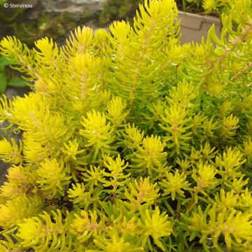 Sedum reflexum Yellow Cushion - Tripmadam