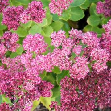 Sedum spectabile Brilliant - Hemelsleutel